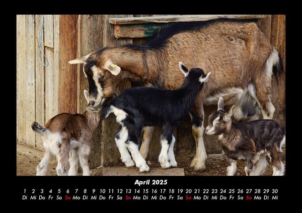 Produktbild: Tierkalender 2025 Fotokalender DIN A3