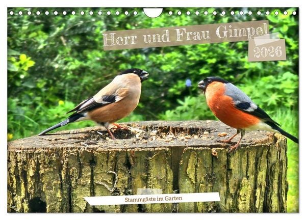 Produktbild: Herr und Frau Gimpel - Stammg&auml;ste im Garten (Wandkalender 2026 DIN A4 quer), CALVENDO Monatskalender
