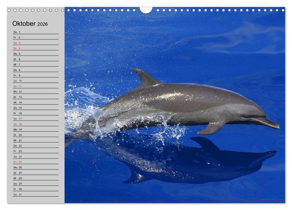 Produktbild: Delfine und Wale (Wandkalender 2026 DIN A3 quer), CALVENDO Monatskalender