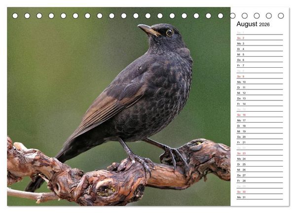 Produktbild: Unsere heimischen Gartenv&ouml;gel (Tischkalender 2026 DIN A5 quer), CALVENDO Monatskalender
