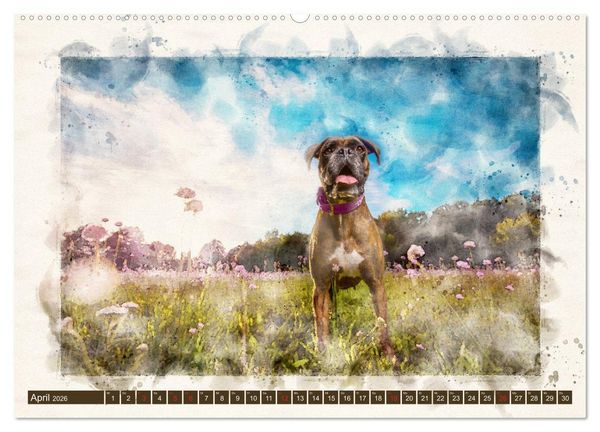 Produktbild: Boxer Photo&Kunst (Wandkalender 2026 DIN A2 quer), CALVENDO Monatskalender
