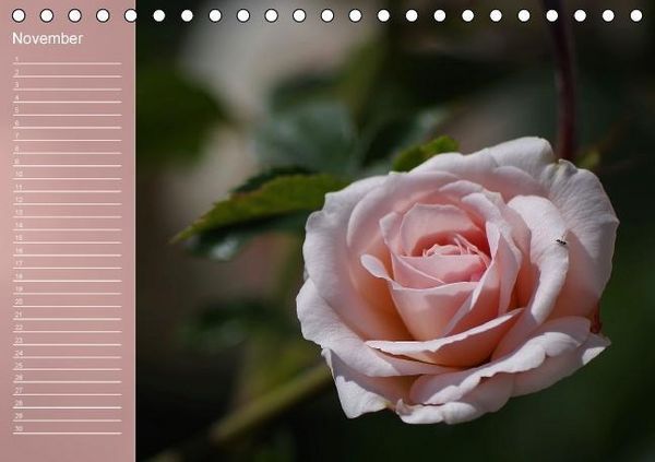 Produktbild: Zarte Sch&ouml;nheiten - Rosen (Tischkalender immerw&auml;hrend DIN A5 quer)