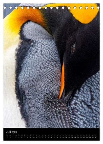 Produktbild: Hallo Pinguin (Tischkalender 2026 DIN A5 hoch), CALVENDO Monatskalender