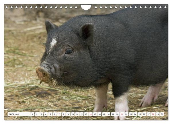 Produktbild: Von S&auml;uen die Schwein haben! (Wandkalender 2026 DIN A4 quer), CALVENDO Monatskalender