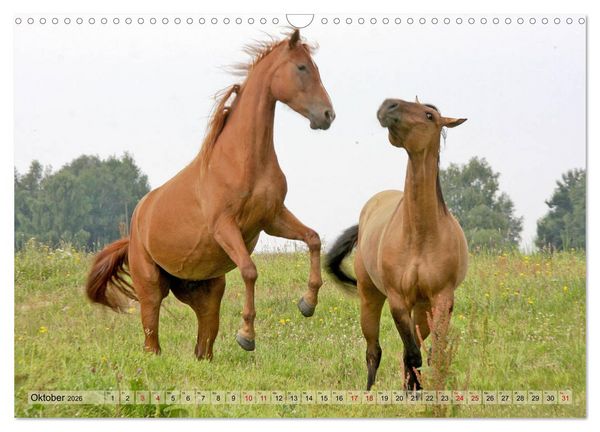 Produktbild: Quarter Horses - Die gr&ouml;&szlig;te Zuchtbuchrasse der Welt (Wandkalender 2026 DIN A3 quer), CALVENDO Monatskalender