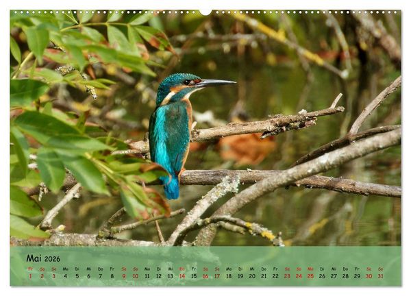 Produktbild: Wilder Nordosten - Aug in Aug mit Tieren der Ostseeregion (Wandkalender 2026 DIN A2 quer), CALVENDO Monatskalender