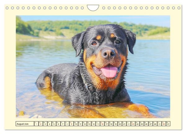 Produktbild: Rottweiler Momente. Kraftvolle Eleganz in der Natur (Wandkalender 2026 DIN A4 quer), CALVENDO Monatskalender