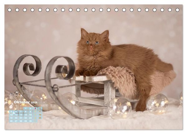 Produktbild: Die Kitten kommen. (Tischkalender 2026 DIN A5 quer), CALVENDO Monatskalender