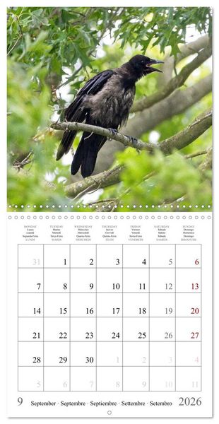 Produktbild: Crow Babies - Black, cute & always hungry (Wall Calendar 2026 12 &times; 12 Inch) CALVENDO 12 Month Wall Calendar