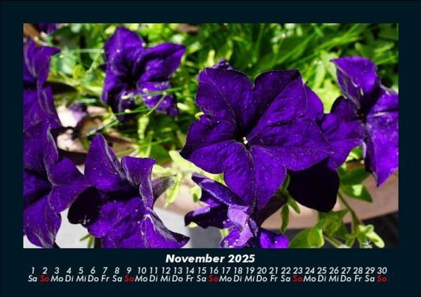 Produktbild: Blumenzauber 2025 Fotokalender DIN A5