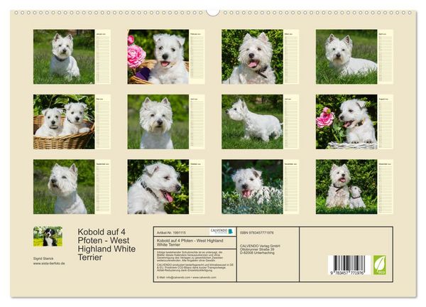 Produktbild: Kobold auf 4 Pfoten - West Highland White Terrier (hochwertiger Premium Wandkalender 2026 DIN A2 quer), Kunstdruck in Hochglanz