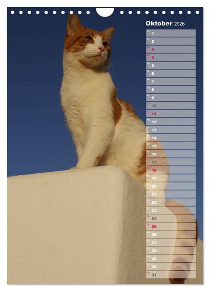 Produktbild: Hauskatzen (Wandkalender 2026 DIN A4 hoch), CALVENDO Monatskalender