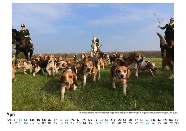 Produktbild: Beagle