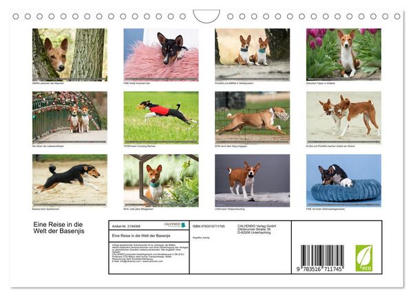 Produktbild: Eine Reise in die Welt der Basenjis (Wandkalender 2026 DIN A4 quer), CALVENDO Monatskalender