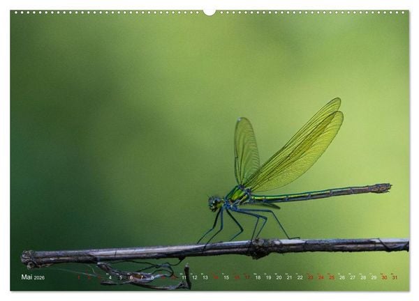 Produktbild: Naturwunder Libellen (Wandkalender 2026 DIN A2 quer), CALVENDO Monatskalender