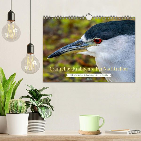 Produktbild: Gr&uuml;nreiher - Krabbenreiher - Nachtreiher (Wandkalender 2026 DIN A4 quer), CALVENDO Monatskalender