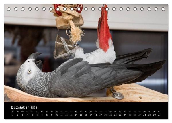 Produktbild: Graupapageien mit Herz (Tischkalender 2026 DIN A5 quer), CALVENDO Monatskalender
