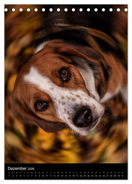 Produktbild: Beagle Action - Wilde Kuscheltiere (Tischkalender 2026 DIN A5 hoch), CALVENDO Monatskalender