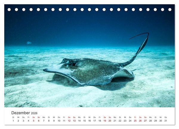 Produktbild: Tiefsee - Ein Abenteuer ins Unbekannte. (Tischkalender 2026 DIN A5 quer), CALVENDO Monatskalender