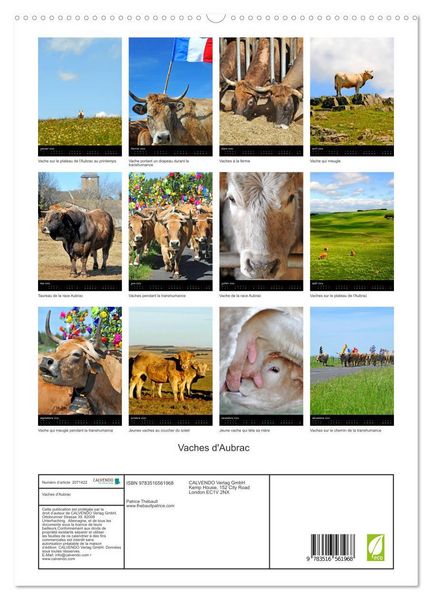 Produktbild: Vaches d'Aubrac (Calendrier mural 2026 DIN A2 horizontal) calendrier de bureau