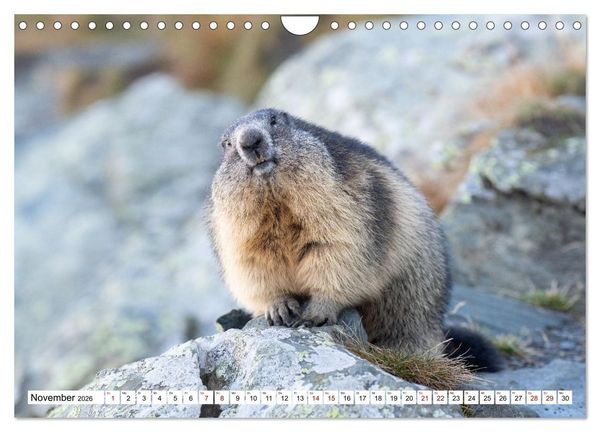 Produktbild: Unterwegs in den Hochalpen - Das Alpenmurmeltier im Herbst (Wandkalender 2026 DIN A4 quer), CALVENDO Monatskalender
