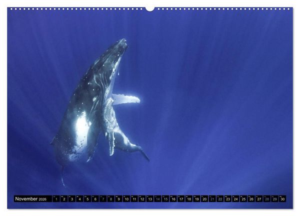 Produktbild: Die blaue Welt der Wale (hochwertiger Premium Wandkalender 2026 DIN A2 quer), Kunstdruck in Hochglanz