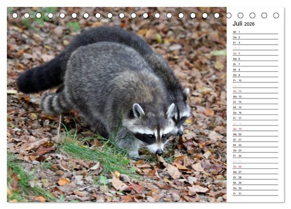 Produktbild: Der kleine R&auml;uber mit Maske - Waschb&auml;ren (Tischkalender 2026 DIN A5 quer), CALVENDO Monatskalender