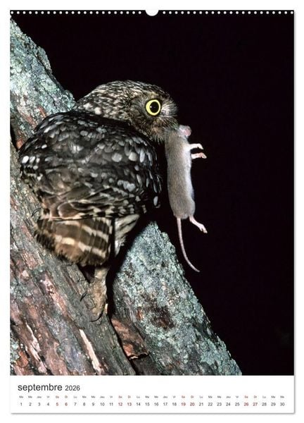 Produktbild: Une chouette de vie, les oiseaux (Calendrier mural 2026 DIN A2 horizontal), CALVENDO calendrier mensuel