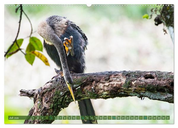 Produktbild: Waldstorch und Anhinga (Wandkalender 2026 DIN A2 quer), CALVENDO Monatskalender
