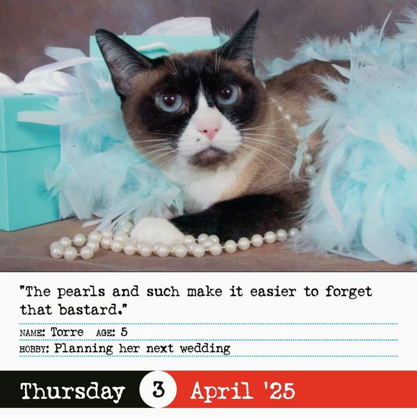 Produktbild: Bad Cat Page-A-Day(r) Calendar 2025