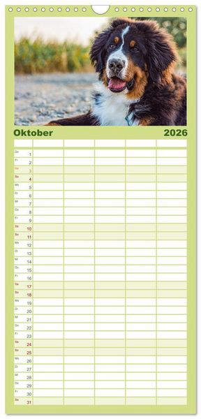 Produktbild: Familienplaner 2026 - Berner Sennenhund Welpen - Bezaubernde Pl&uuml;schb&auml;rchen mit 5 Spalten (Wandkalender, 21 x 45 cm) CALVENDO