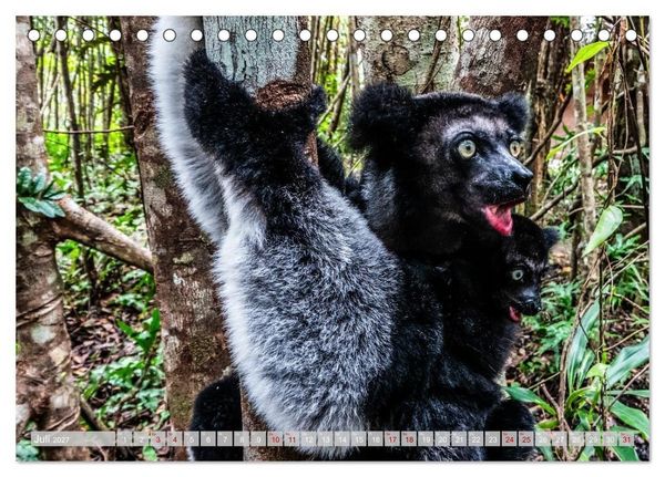 Produktbild: Wildnis Madagaskar (Tischkalender 2027 DIN A5 quer), CALVENDO Monatskalender
