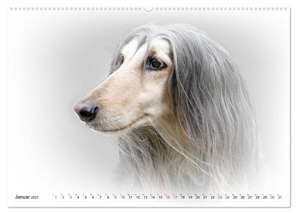 Produktbild: Windhund Portrait 2027 White Edition (Wandkalender 2027 DIN A2 quer), CALVENDO Monatskalender