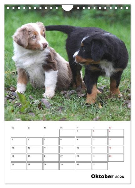 Produktbild: Australian Shepherd (Wandkalender 2026 DIN A4 hoch), CALVENDO Monatskalender