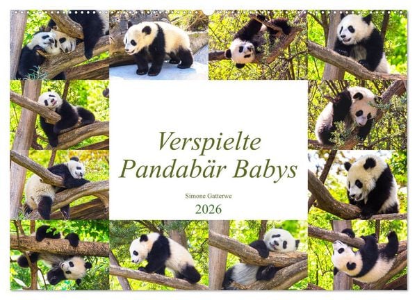 Produktbild: Pandab&auml;r Babys (Wandkalender 2026 DIN A2 quer), CALVENDO Monatskalender