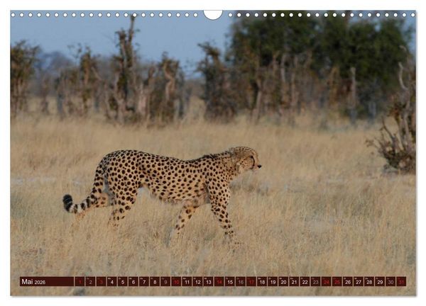 Produktbild: Afrikas wilde Sch&ouml;nheiten (Wandkalender 2026 DIN A3 quer), CALVENDO Monatskalender