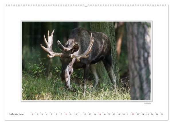 Produktbild: Emotionale Momente: Europ&auml;ischer Elch Part II (Wandkalender 2026 DIN A2 quer), CALVENDO Monatskalender