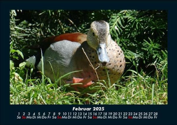 Produktbild: Enten 2025 Fotokalender DIN A5