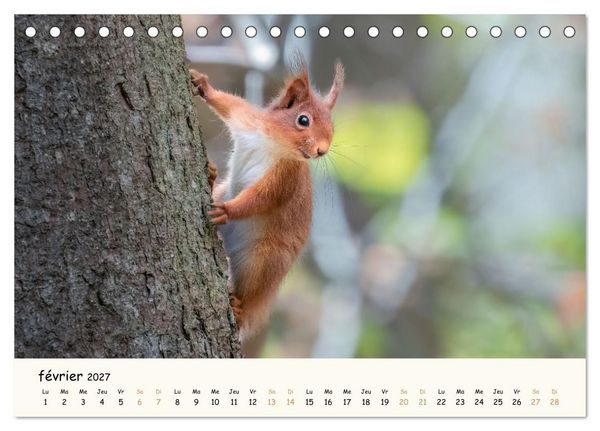 Produktbild: Les voisins du jardin - Une ann&eacute;e de rencontres (Calendrier de bureau 2027 DIN A5 vertical), CALVENDO calendrier mensuel
