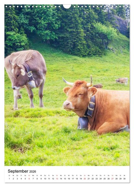 Produktbild: Allg&auml;u, Berge, Wiesen, Seen und K&uuml;he. (Wandkalender 2026 DIN A3 hoch), CALVENDO Monatskalender