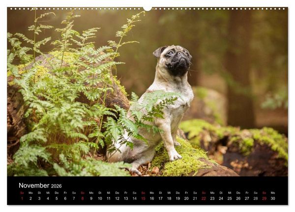 Produktbild: Berliner M&ouml;pse (Wandkalender 2026 DIN A2 quer), CALVENDO Monatskalender