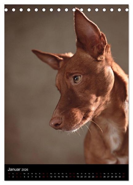 Produktbild: Stille Momente - Die sensible Seite der Hunde (Tischkalender 2026 DIN A5 hoch), CALVENDO Monatskalender