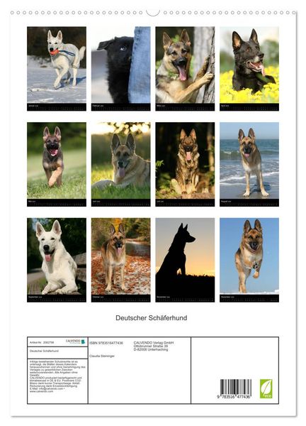 Produktbild: Deutscher Sch&auml;ferhund (hochwertiger Premium Wandkalender 2026 DIN A2 hoch), Kunstdruck in Hochglanz