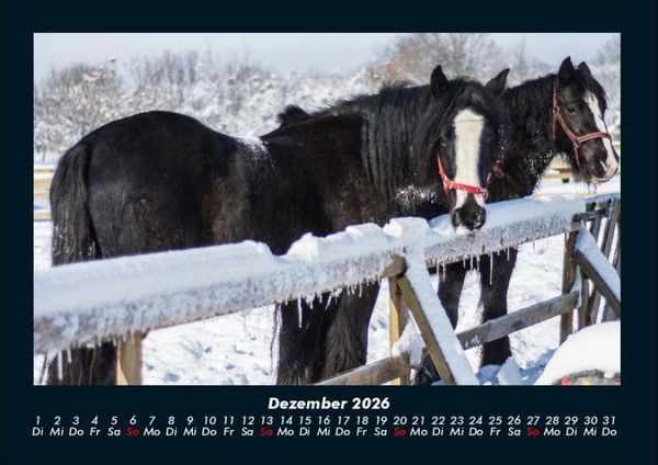 Produktbild: Pferdegefl&uuml;ster 2026 Fotokalender DIN A4