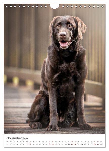 Produktbild: Hunde - Unsere treuen Wegbegleiter. (Wandkalender 2026 DIN A4 hoch), CALVENDO Monatskalender
