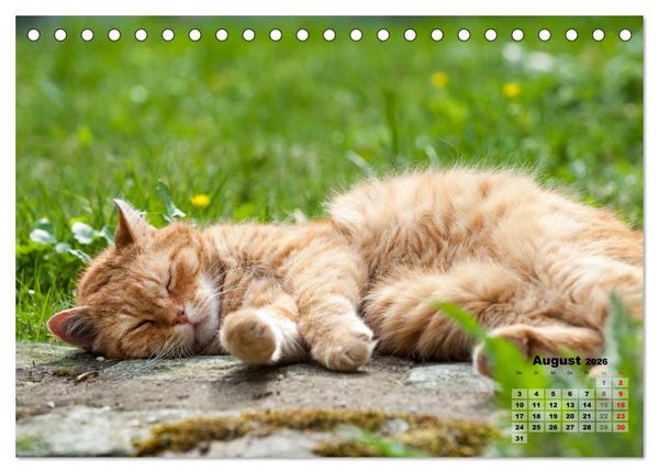 Produktbild: Katzen im Gr&uuml;nen (Tischkalender 2026 DIN A5 quer), CALVENDO Monatskalender
