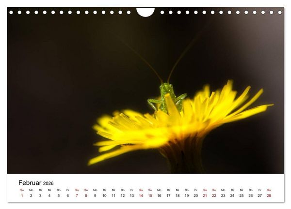 Produktbild: Oberbayerischer Insekten Kalender (Wandkalender 2026 DIN A4 quer), CALVENDO Monatskalender