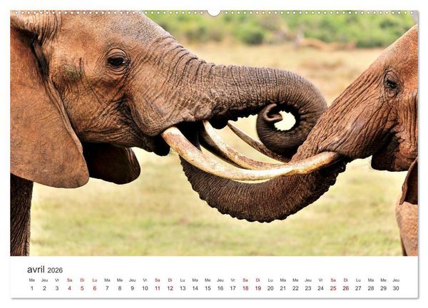 Produktbild: &Eacute;l&eacute;phants en Afrique (Calendrier mural 2026 DIN A2 vertical) calendrier de bureau