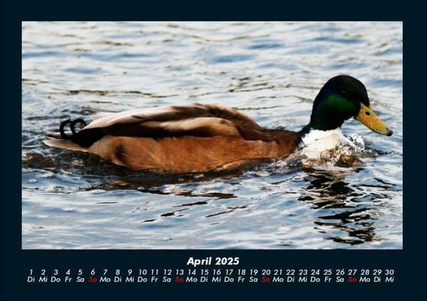 Produktbild: Enten 2025 Fotokalender DIN A4