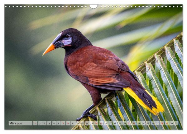 Produktbild: Phantastische Vogelwelt Costa Rica (Wandkalender 2026 DIN A3 quer), CALVENDO Monatskalender